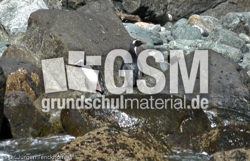 Dickschnabelpinguin (33 von 45).jpg